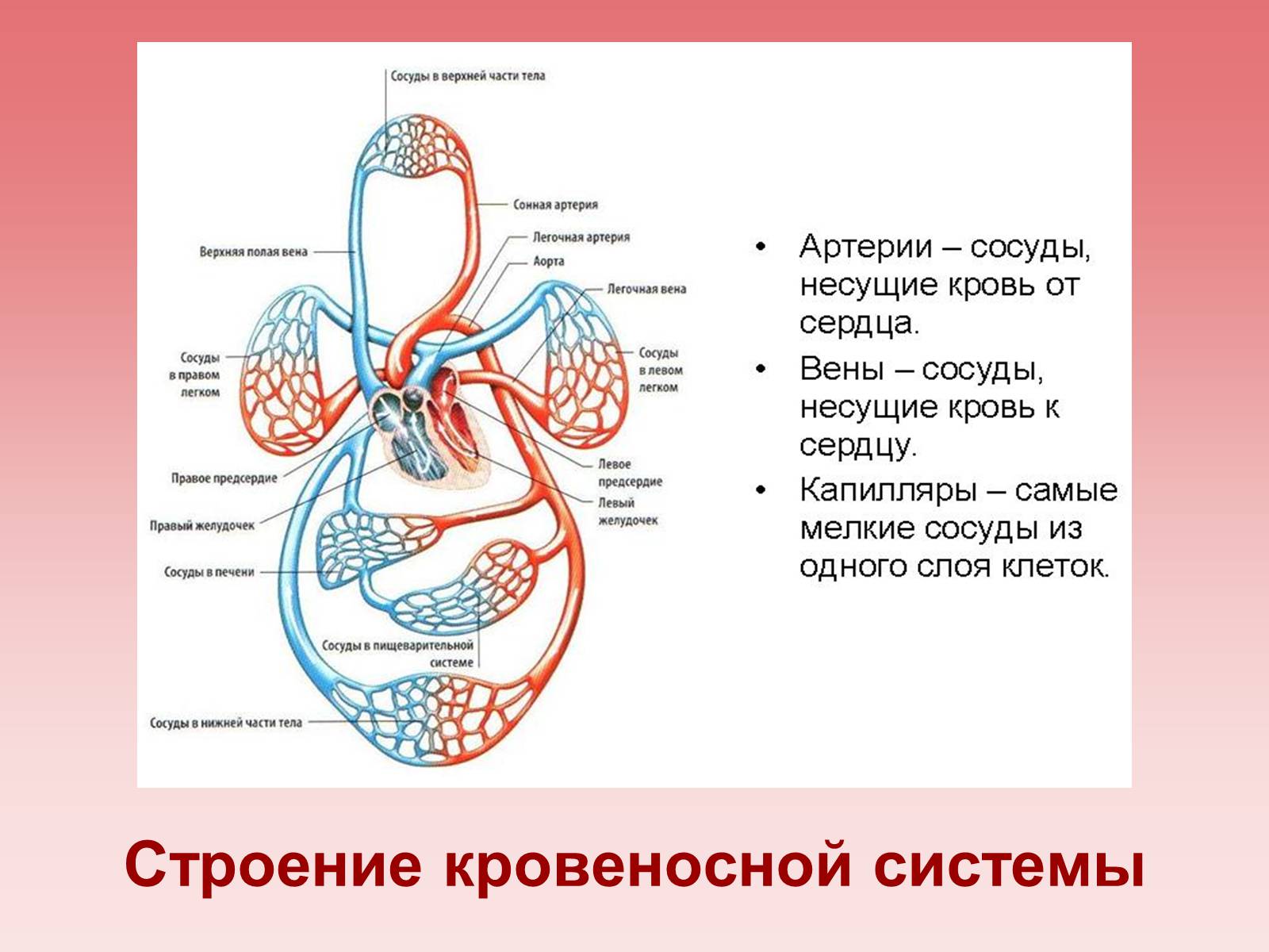 Презентація на тему «Кардиология» - Слайд #3