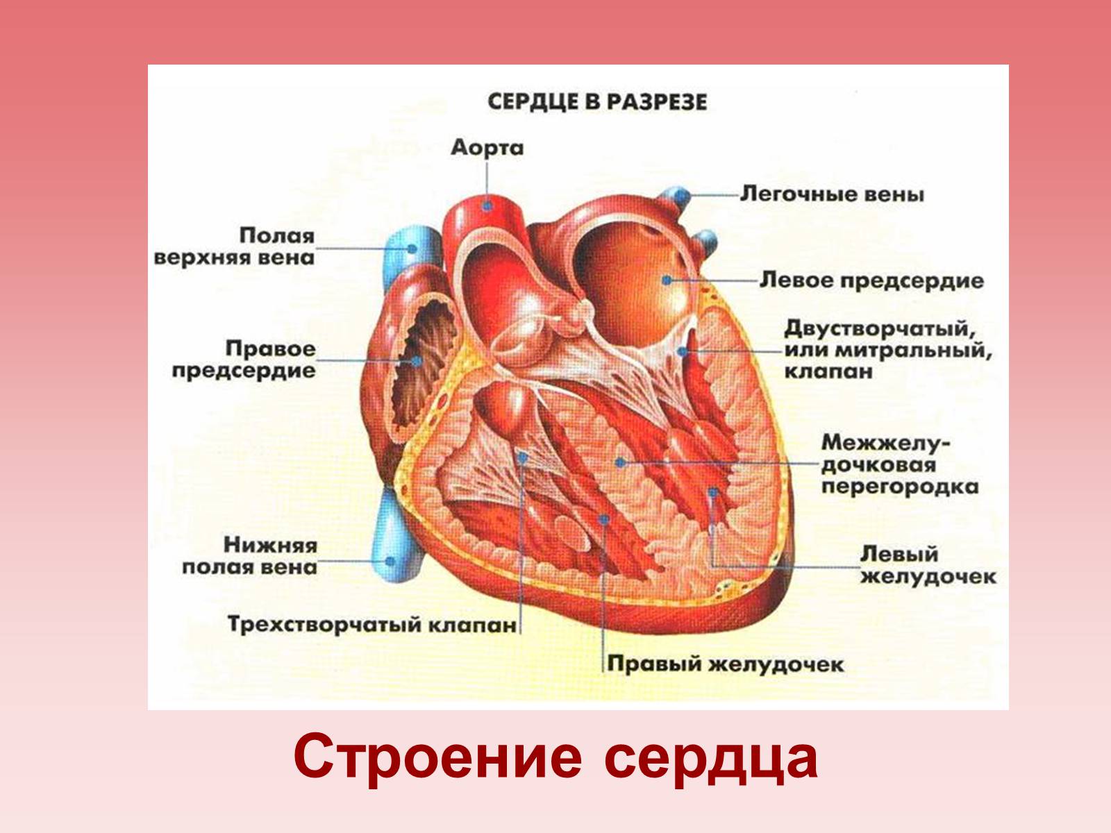 Презентація на тему «Кардиология» - Слайд #4