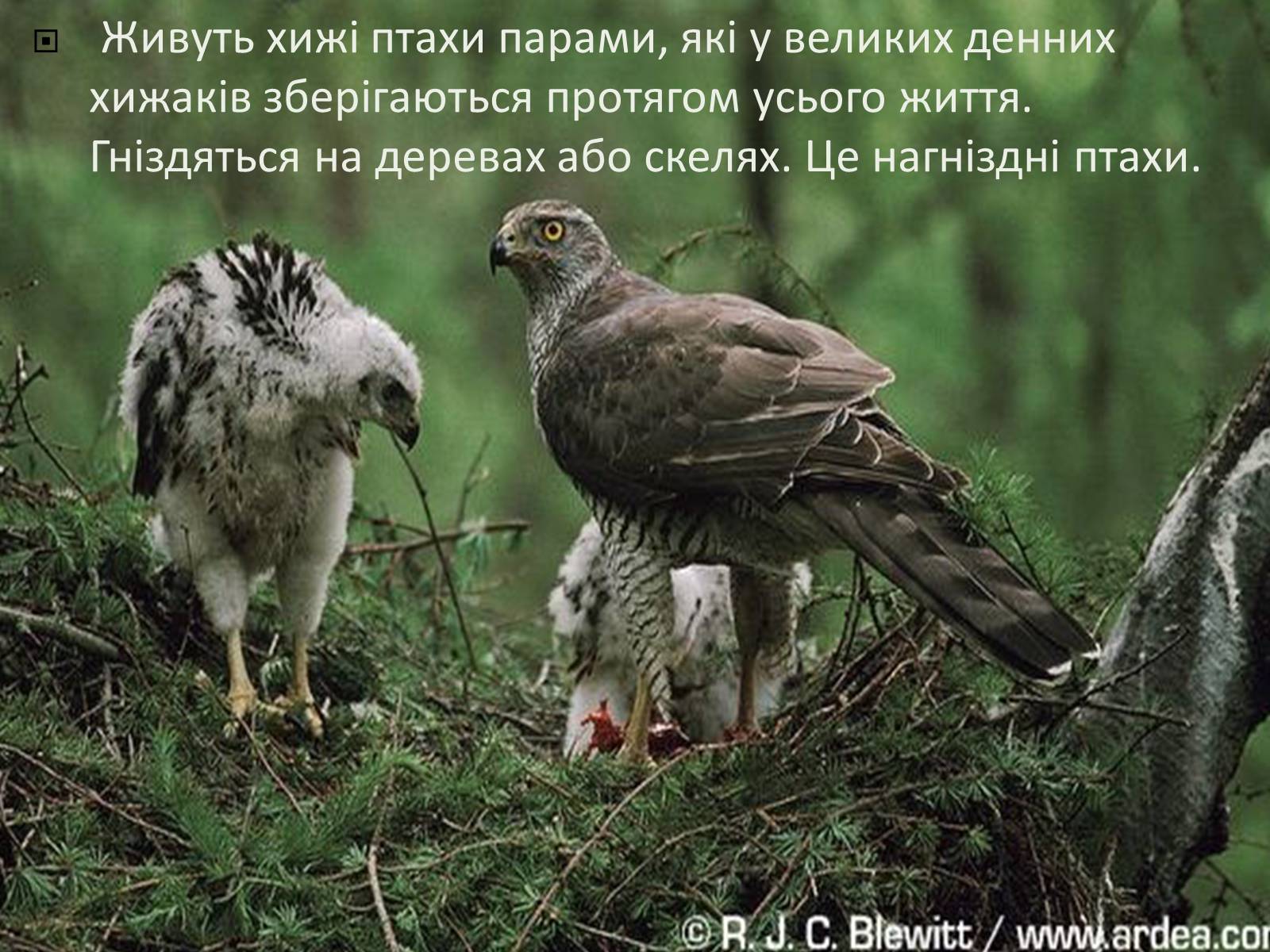 Презентація на тему «Ряд Денні хижі птахи» - Слайд #6