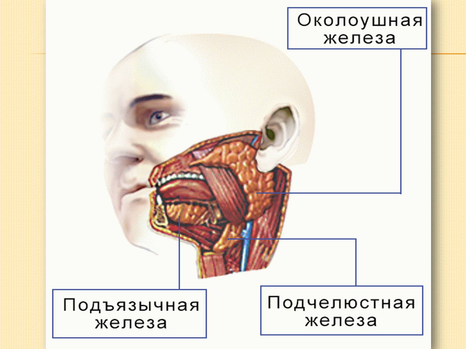 Презентація на тему «Нервова регуляція діяльності травної системи» - Слайд #5