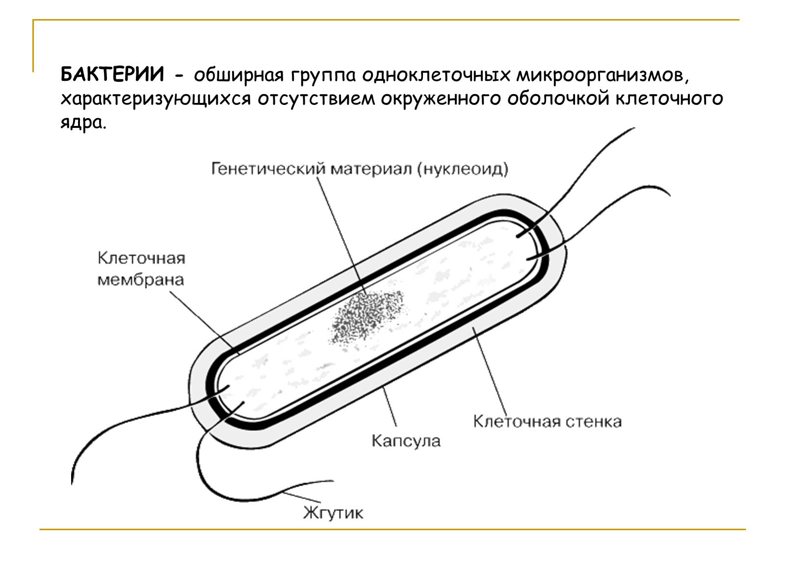 Презентація на тему «Молочнокислые бактерии» - Слайд #2