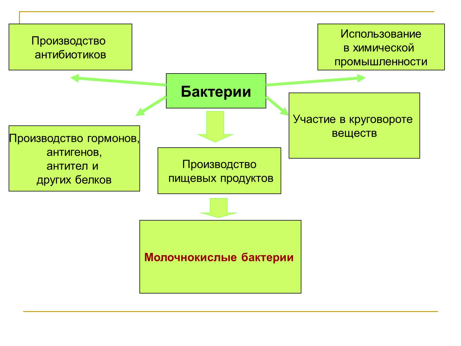 Презентація на тему «Молочнокислые бактерии» - Слайд #3