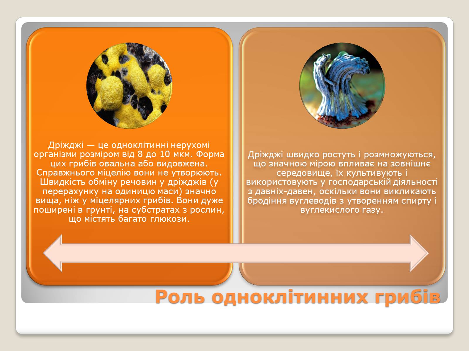 Презентація на тему «Одноклітинні гриби» - Слайд #7