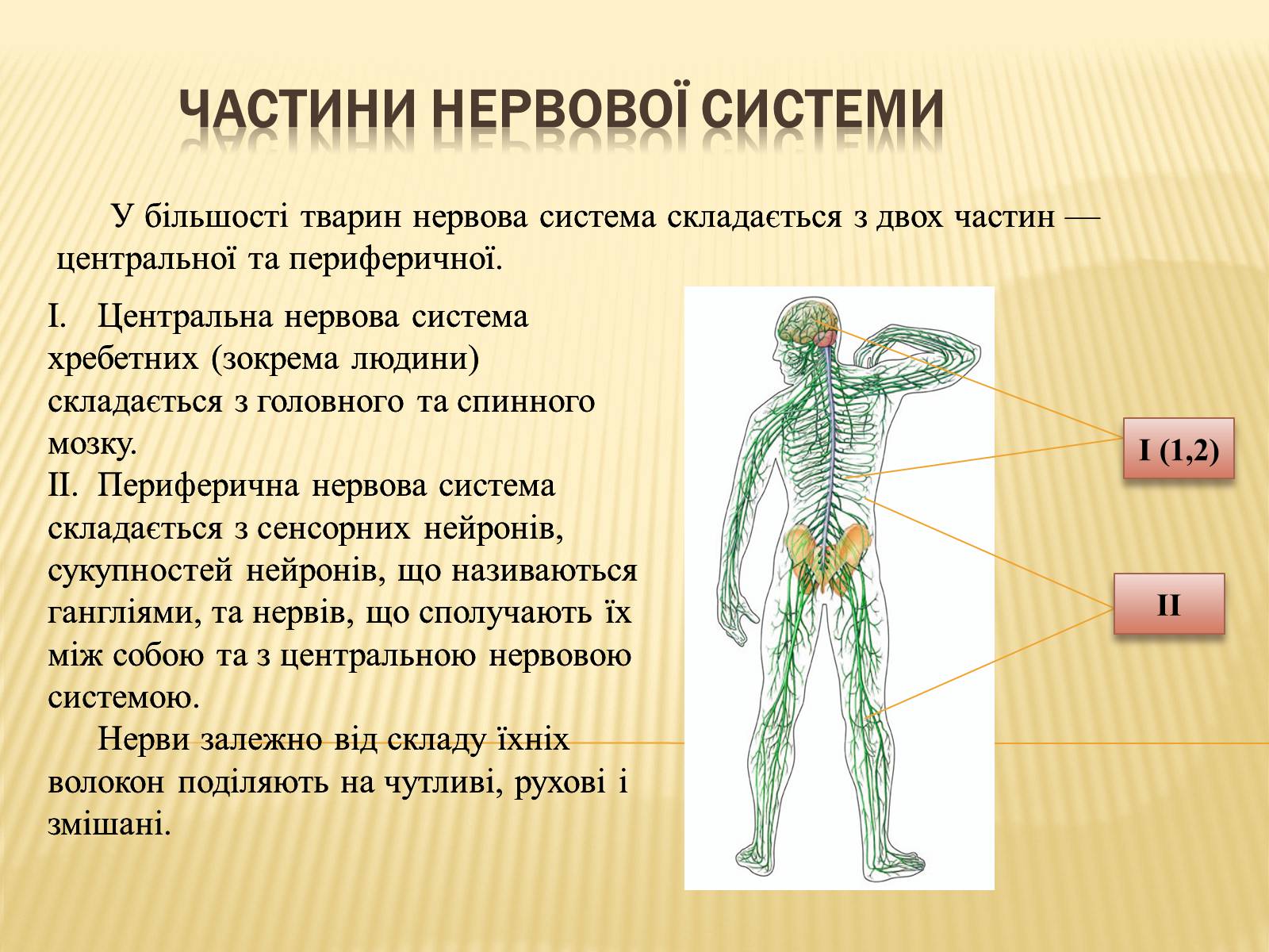 Презентація на тему «Нервова регуляція» (варіант 1) - Слайд #4