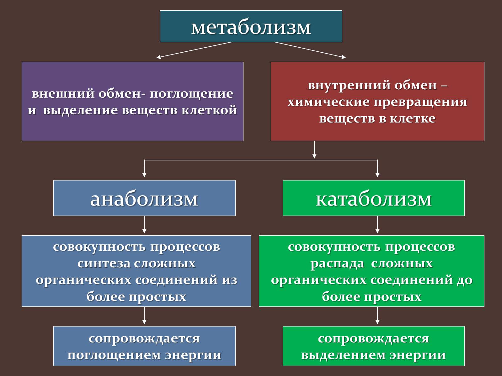 Презентація на тему «Метаболизм клетки» - Слайд #4