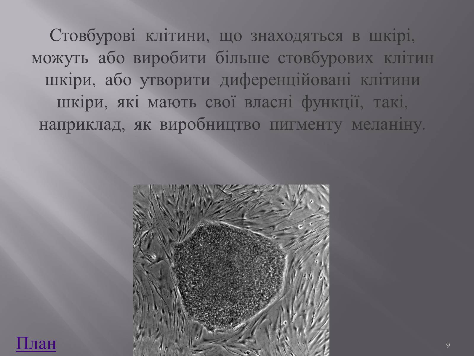 Презентація на тему «Клонування і ембріотехнології» (варіант 1) - Слайд #9