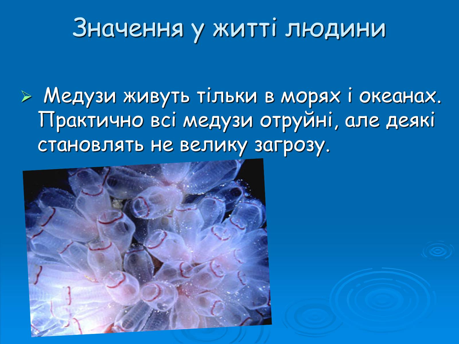 Презентація на тему «Клас Сцифоїдні» - Слайд #10