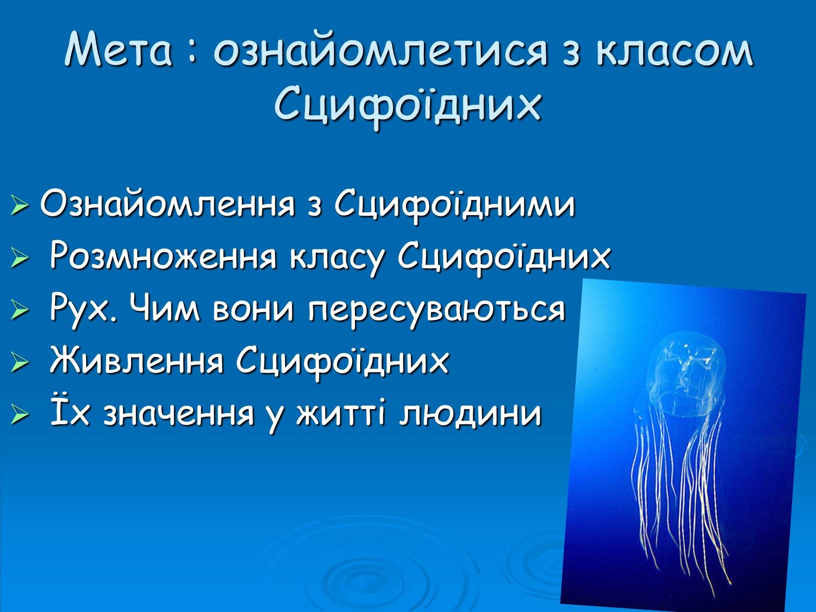 Презентація на тему «Клас Сцифоїдні» - Слайд #2