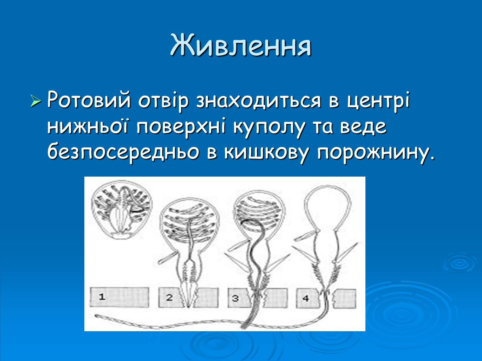 Презентація на тему «Клас Сцифоїдні» - Слайд #9