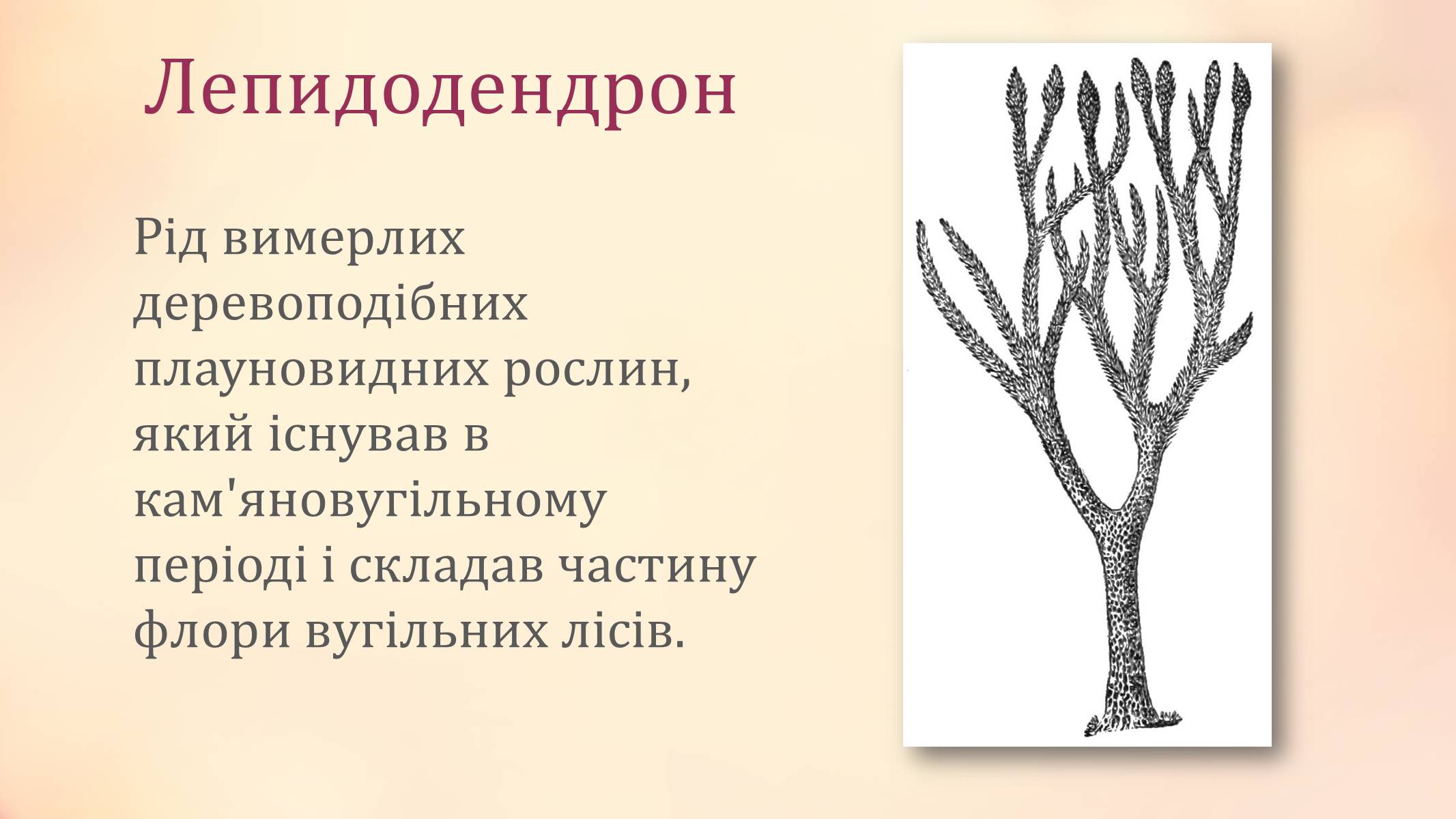 Презентація на тему «Рослини палеозойської ери» - Слайд #4