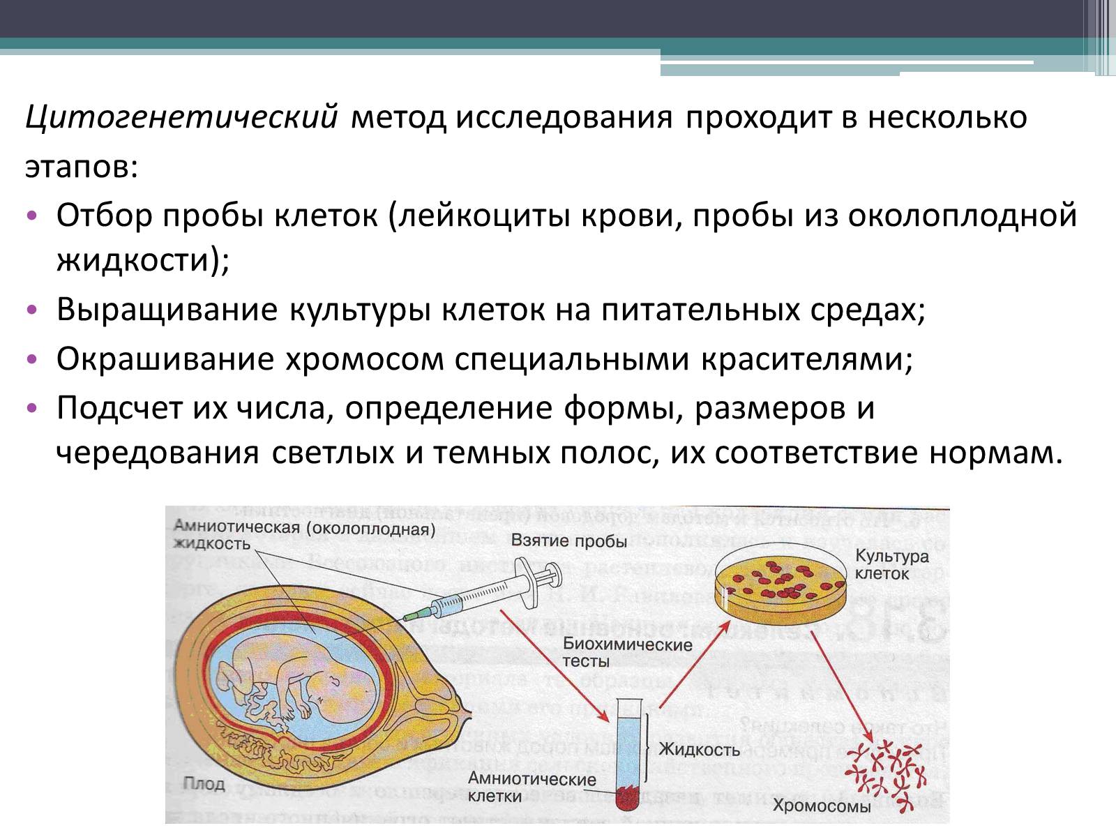 Презентація на тему «Цитогенетический метод исследования» - Слайд #2