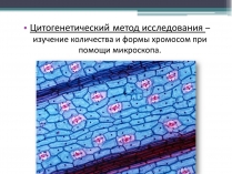 Презентація на тему «Цитогенетический метод исследования»