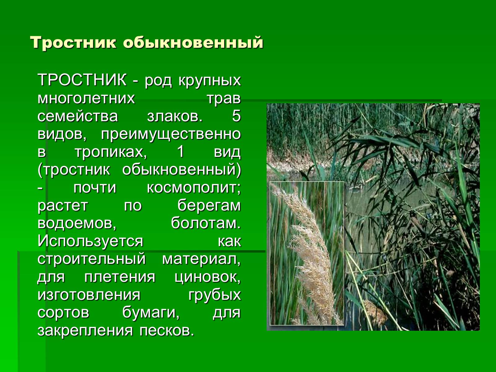 Презентація на тему «Злаки рядом с нами» - Слайд #7