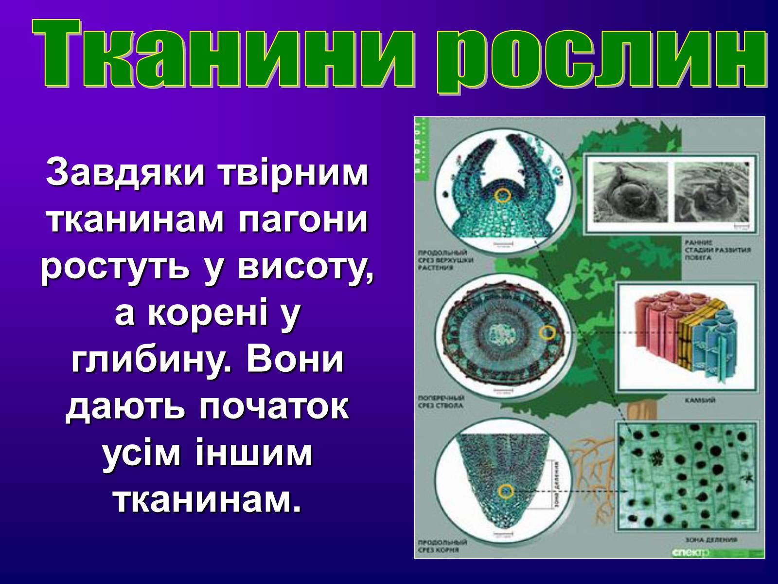 Презентація на тему «Різноманітність тканин живих організмів» - Слайд #15