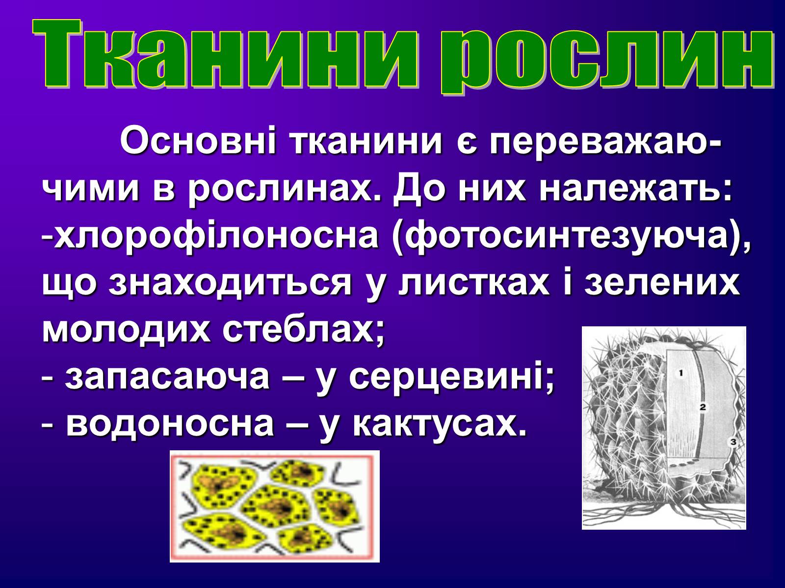 Презентація на тему «Різноманітність тканин живих організмів» - Слайд #20