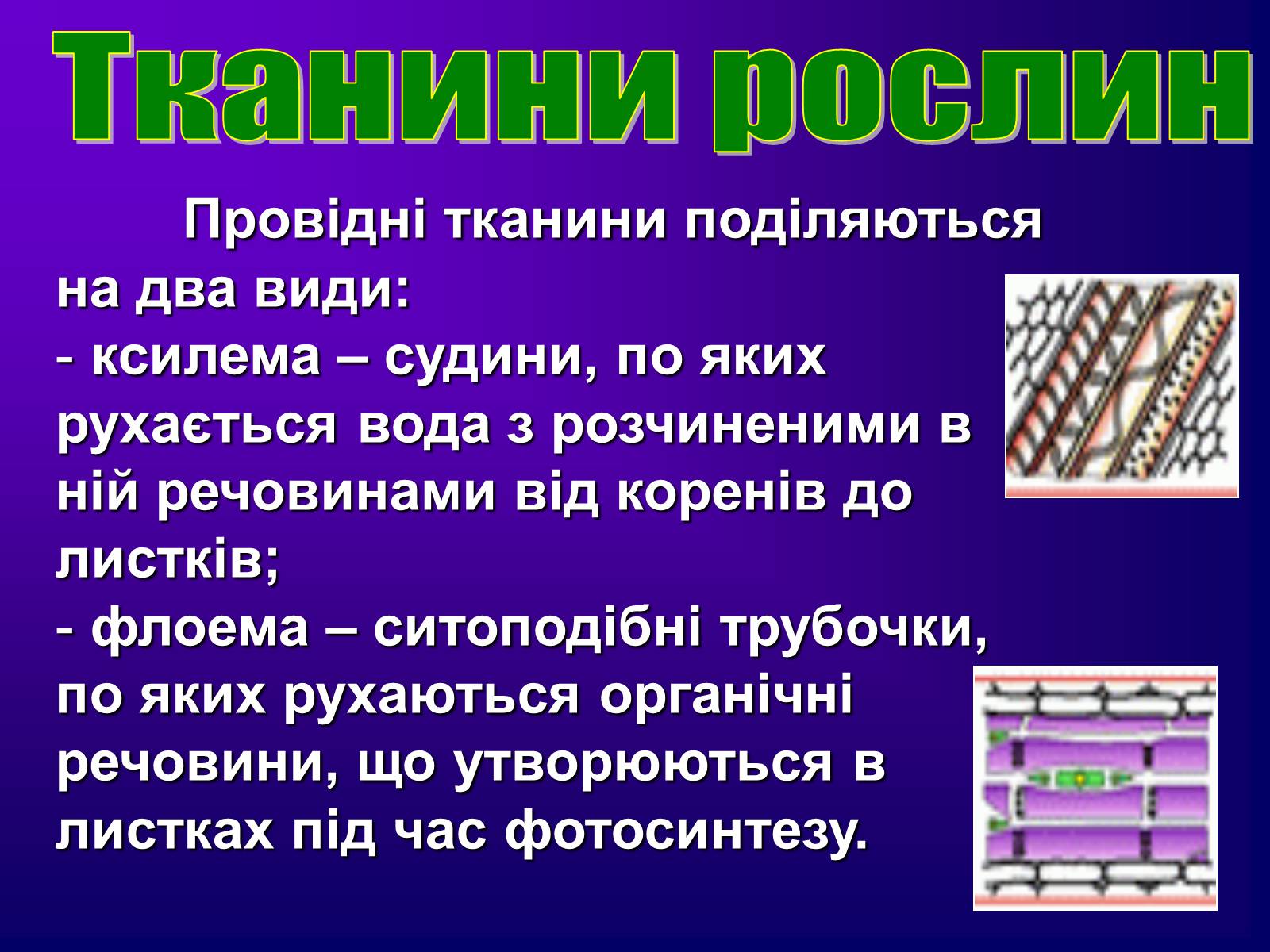 Презентація на тему «Різноманітність тканин живих організмів» - Слайд #26