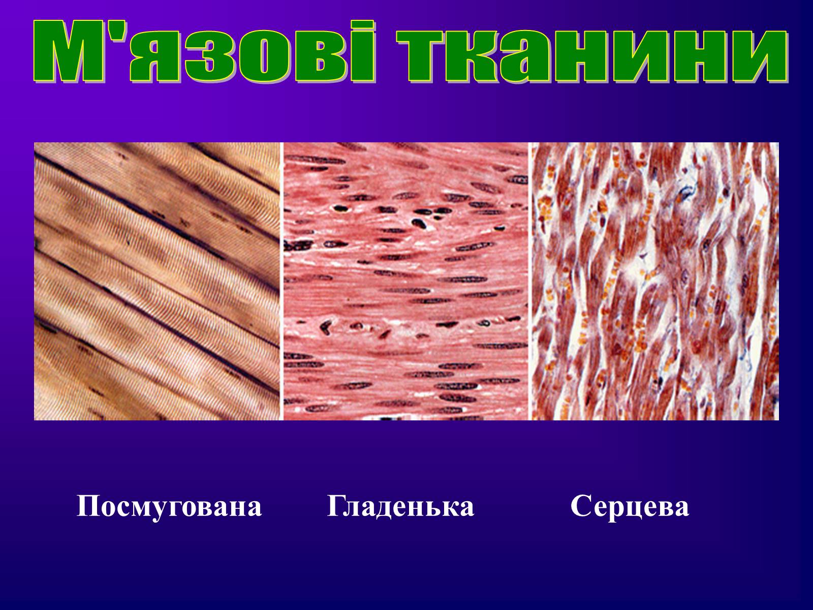 Презентація на тему «Різноманітність тканин живих організмів» - Слайд #35