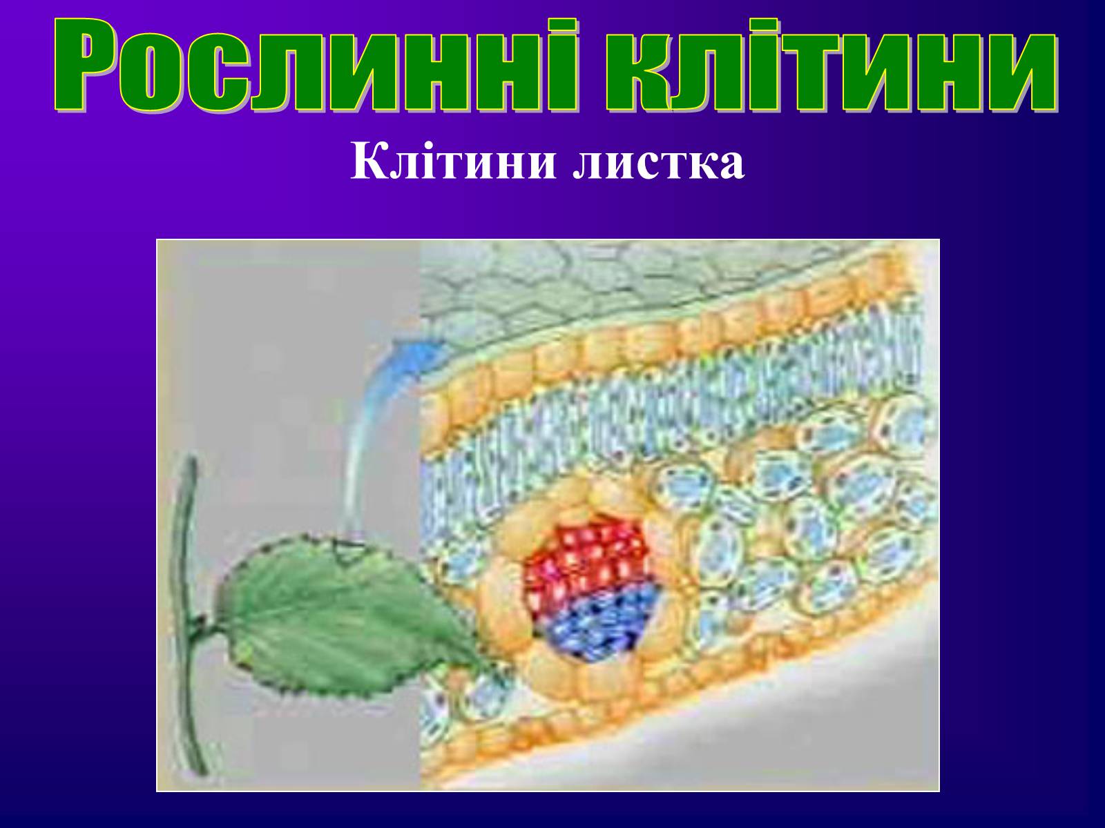 Презентація на тему «Різноманітність тканин живих організмів» - Слайд #8