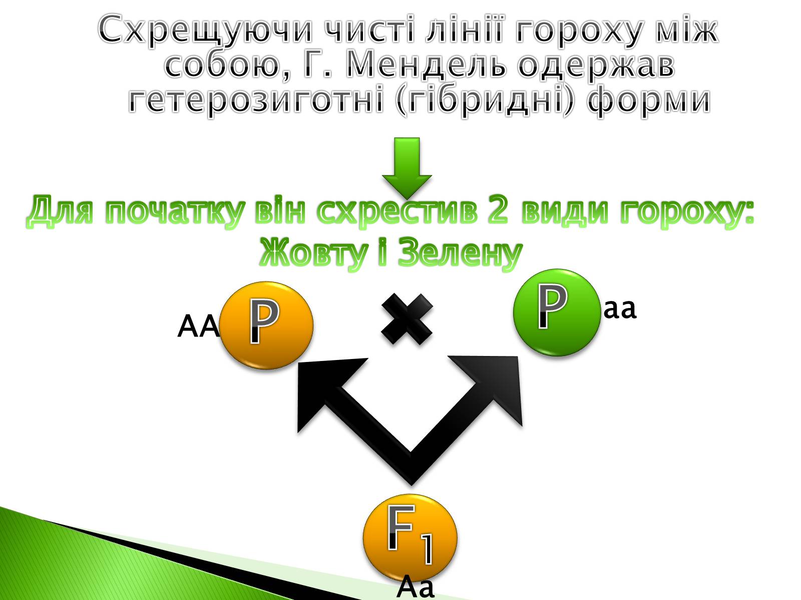 Презентація на тему «Закономірності спадковості за методикою Грегора Менделя» - Слайд #4