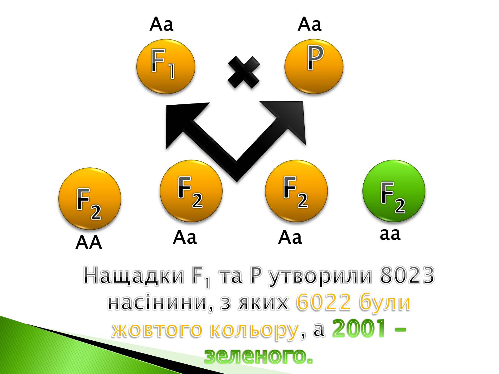 Презентація на тему «Закономірності спадковості за методикою Грегора Менделя» - Слайд #6