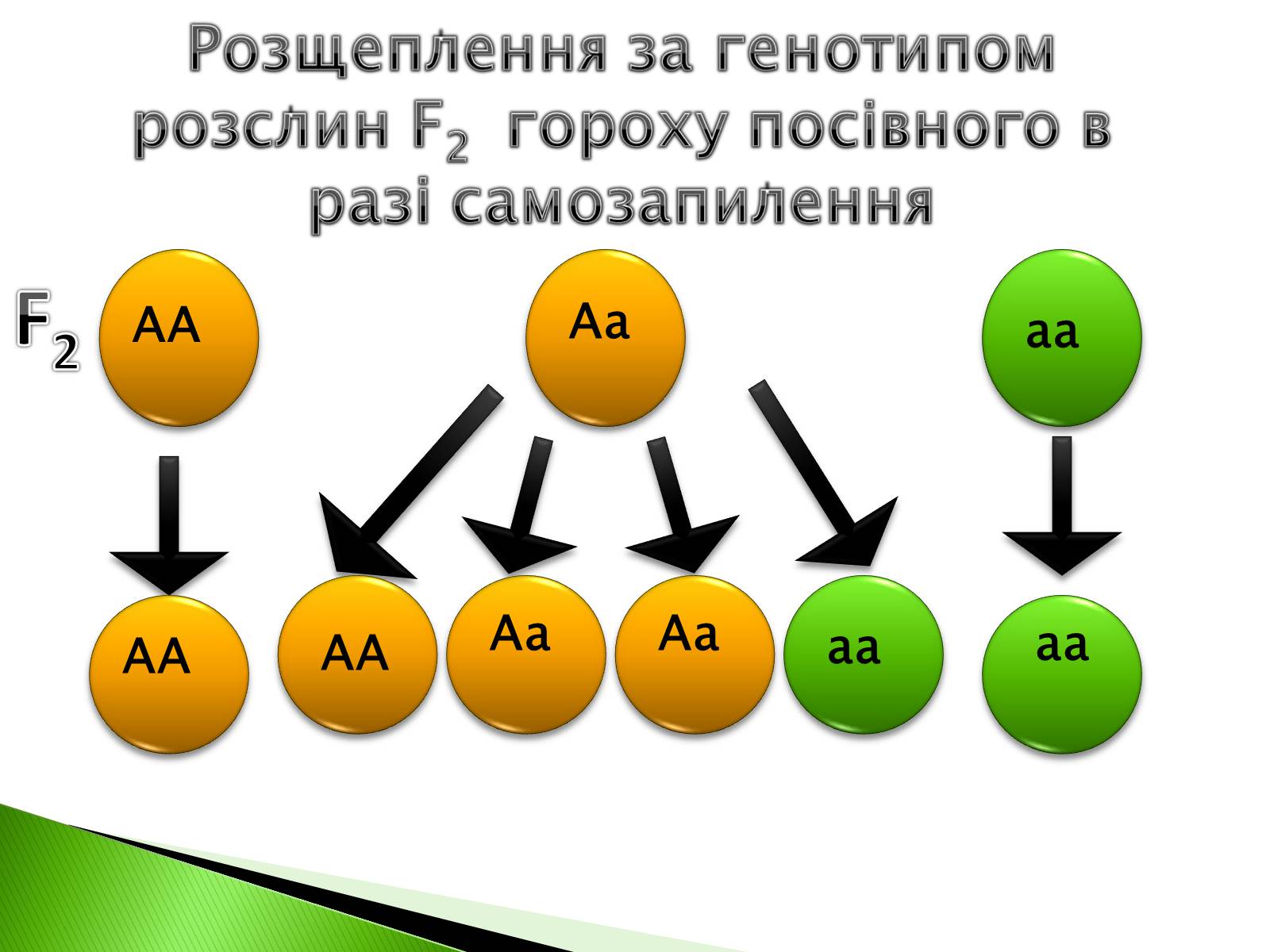 Презентація на тему «Закономірності спадковості за методикою Грегора Менделя» - Слайд #8