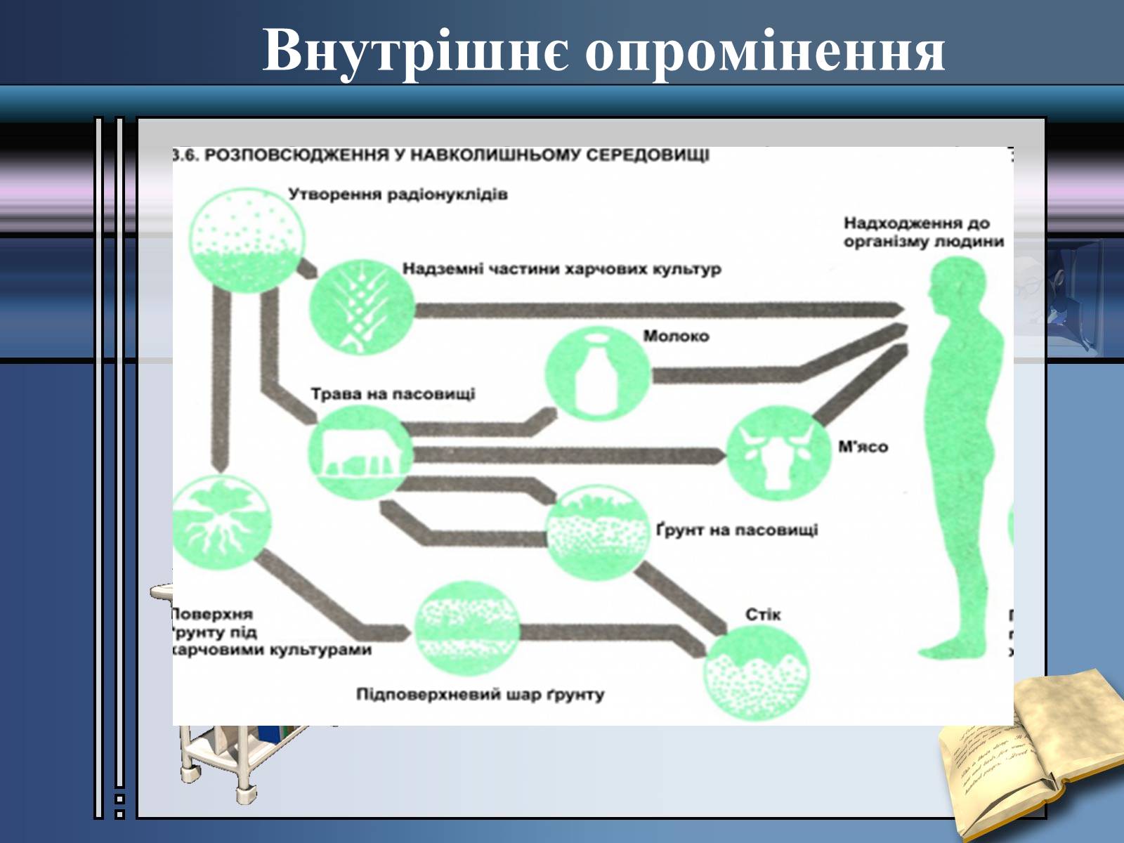 Презентація на тему «Вплив радіоактивного випромінювання» - Слайд #7