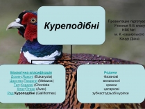 Презентація на тему «Куреподібні»