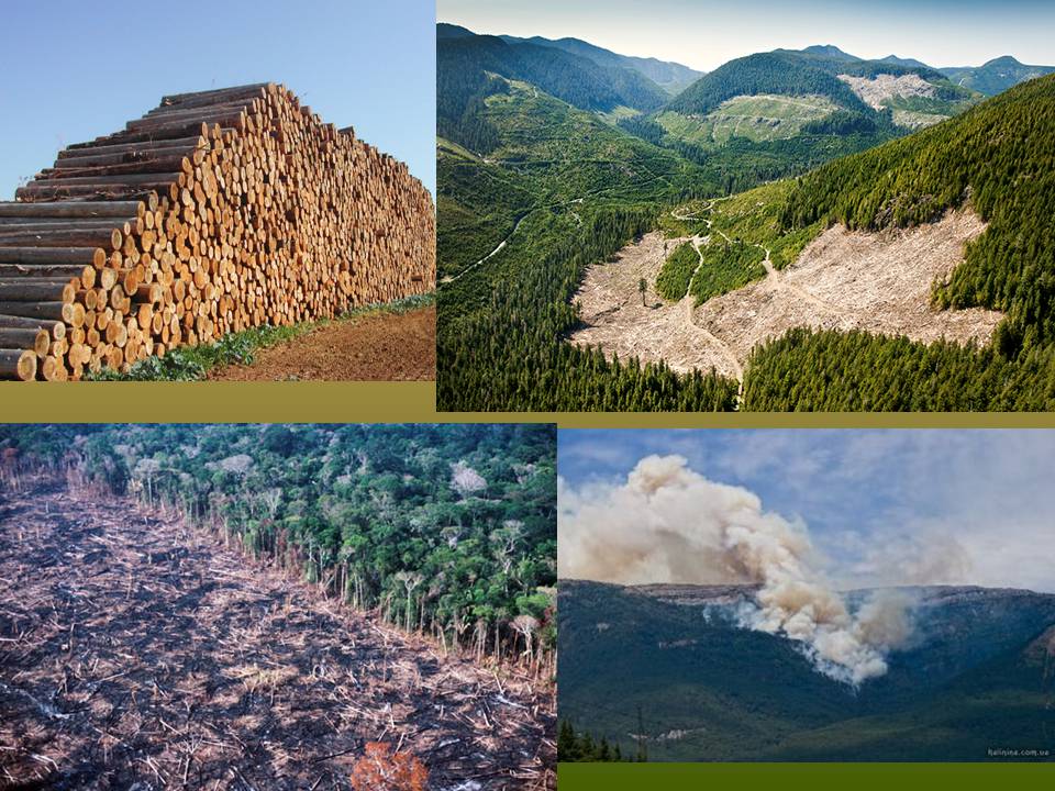 Презентація на тему «Deforestation» (варіант 2) - Слайд #11