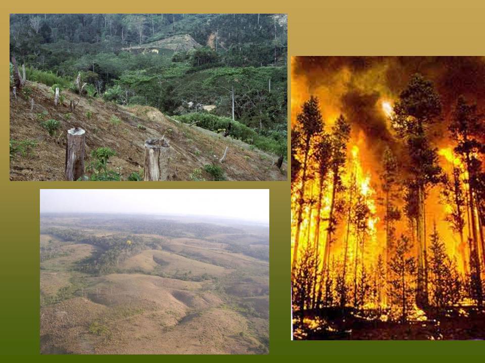 Презентація на тему «Deforestation» (варіант 2) - Слайд #12