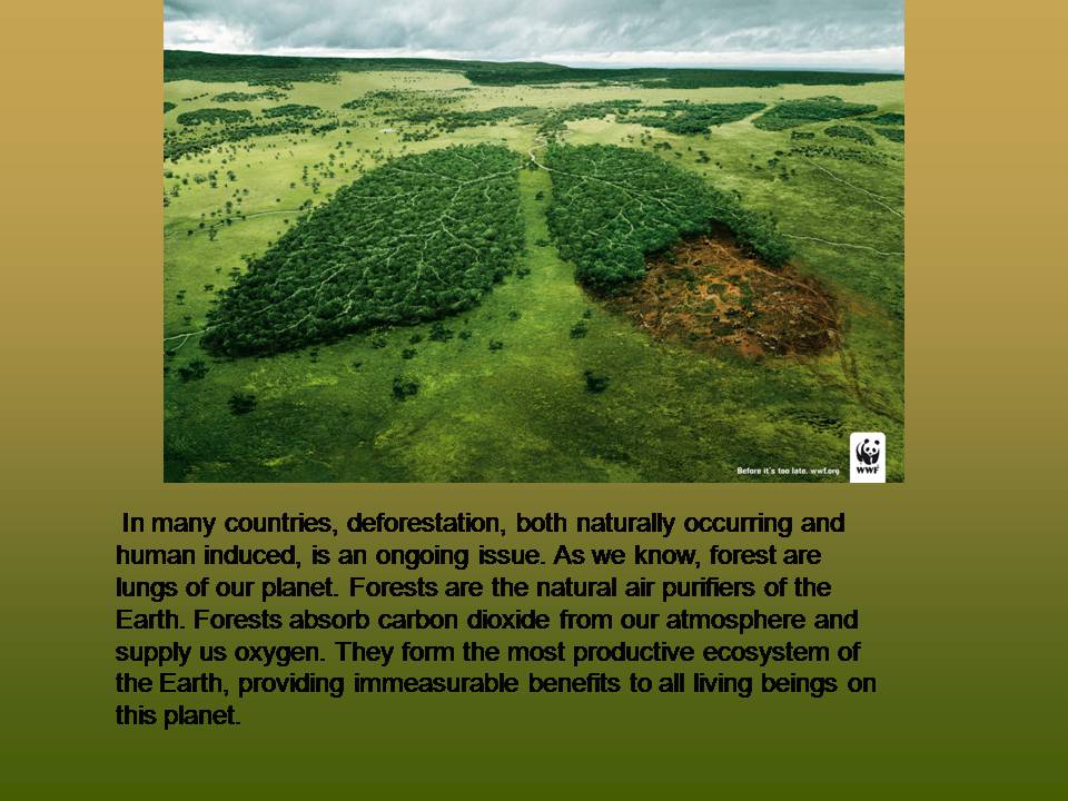 Презентація на тему «Deforestation» (варіант 2) - Слайд #3