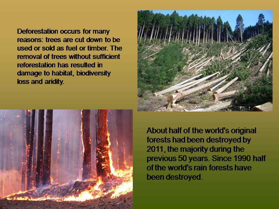 Презентація на тему «Deforestation» (варіант 2) - Слайд #4