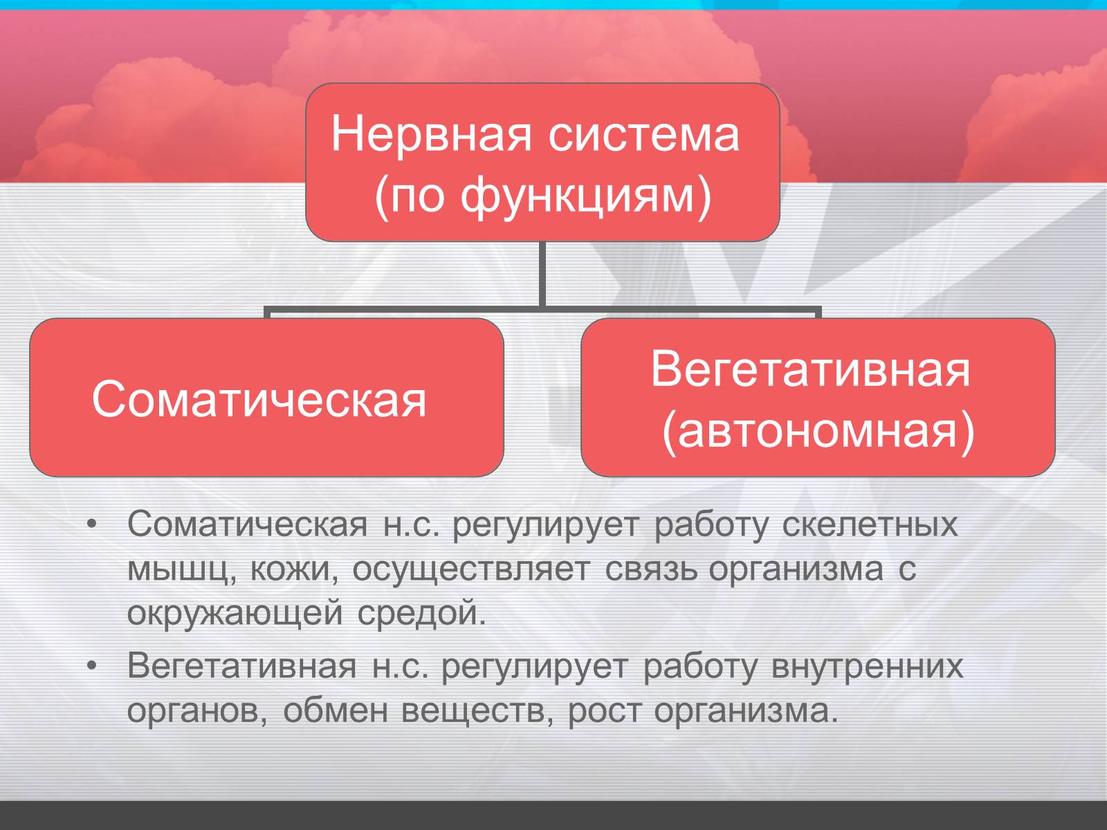 Презентація на тему «Строение и значение нервной системы» - Слайд #9