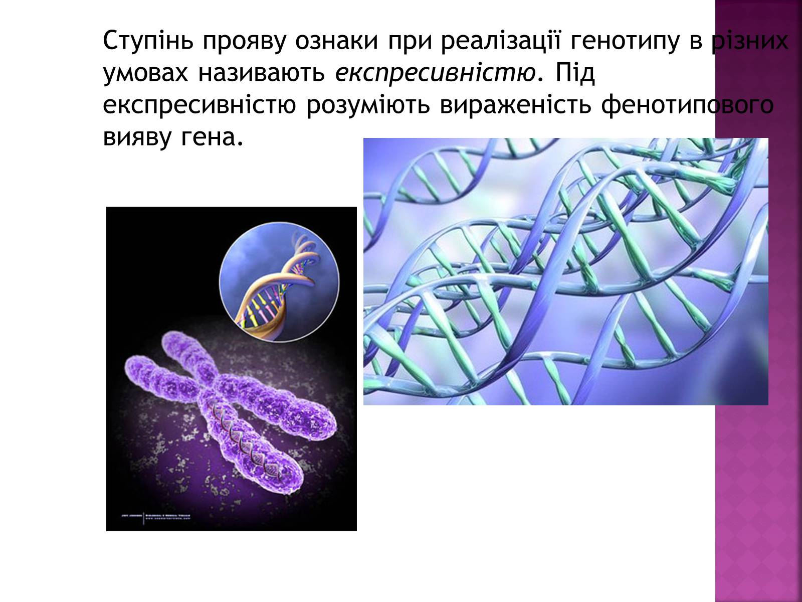 Презентація на тему «Основні закономірності функціонування генів у про – та еукаріотів» (варіант 2) - Слайд #16