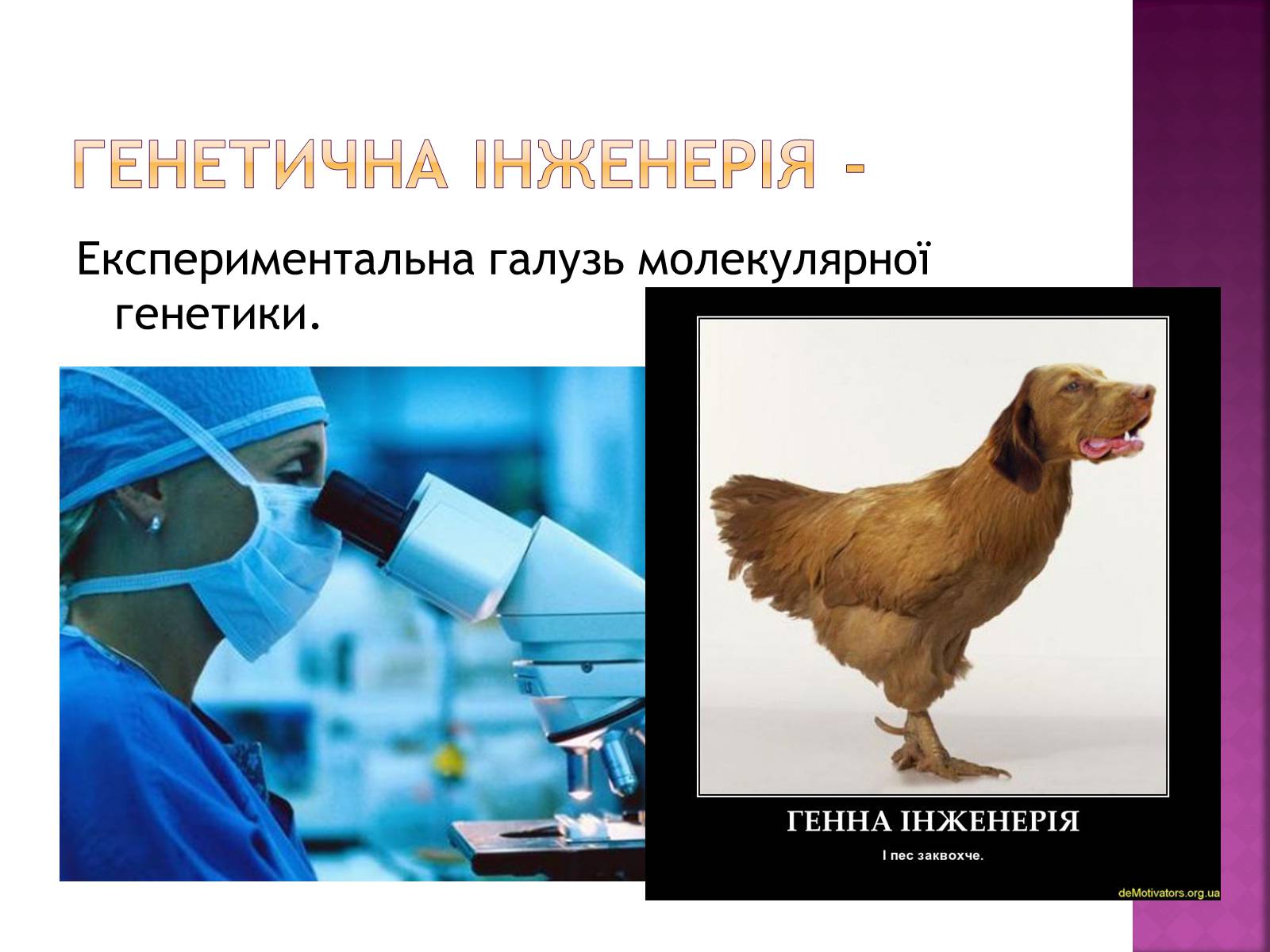 Презентація на тему «Основні закономірності функціонування генів у про – та еукаріотів» (варіант 2) - Слайд #34