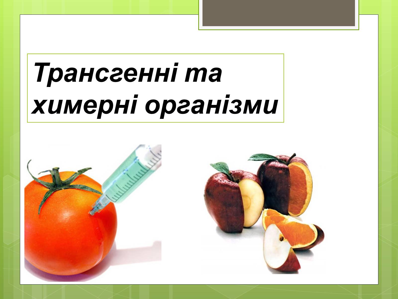 Презентація на тему «Трансгенні організми» (варіант 2) - Слайд #1