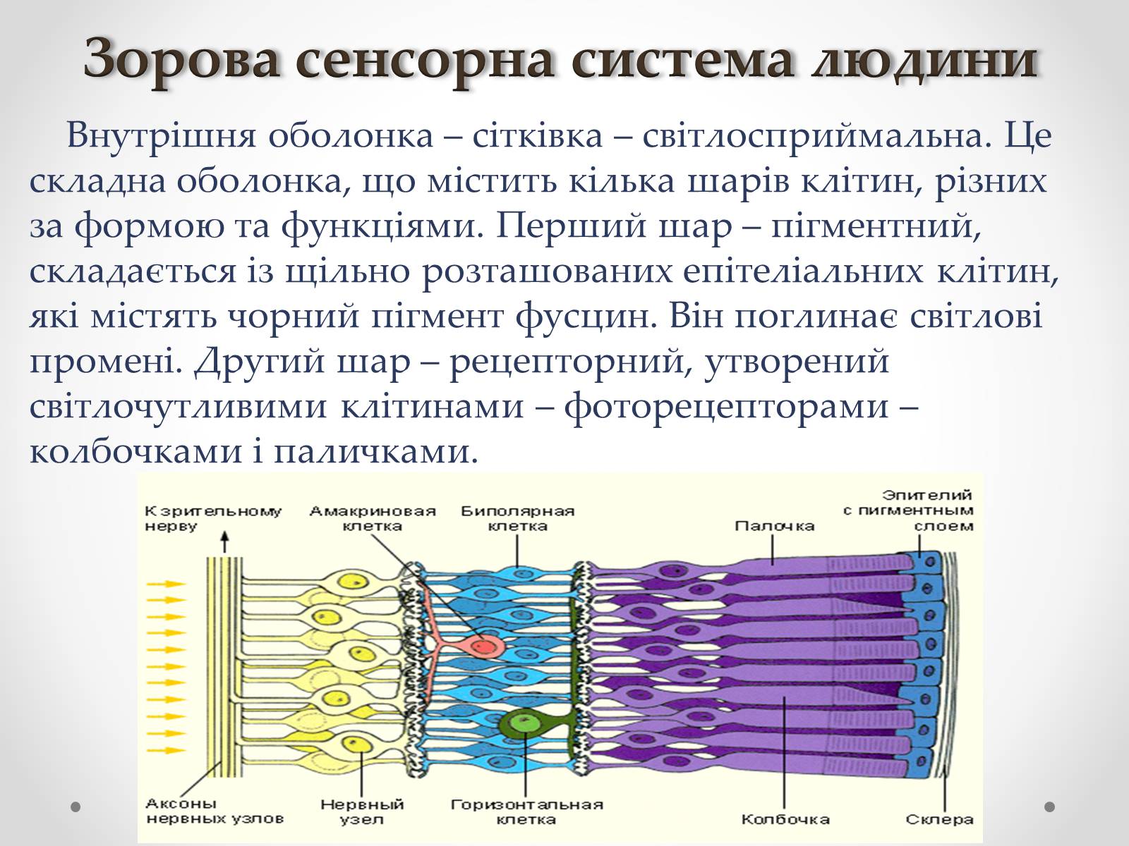 Презентація на тему «Зорова сенсорна система людини» - Слайд #10