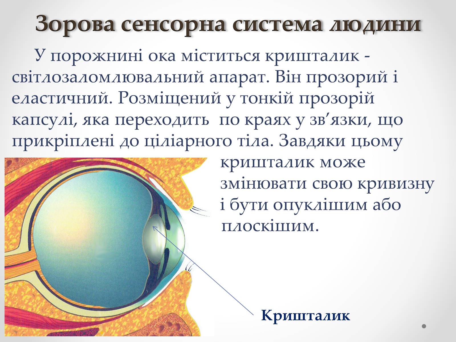 Презентація на тему «Зорова сенсорна система людини» - Слайд #16