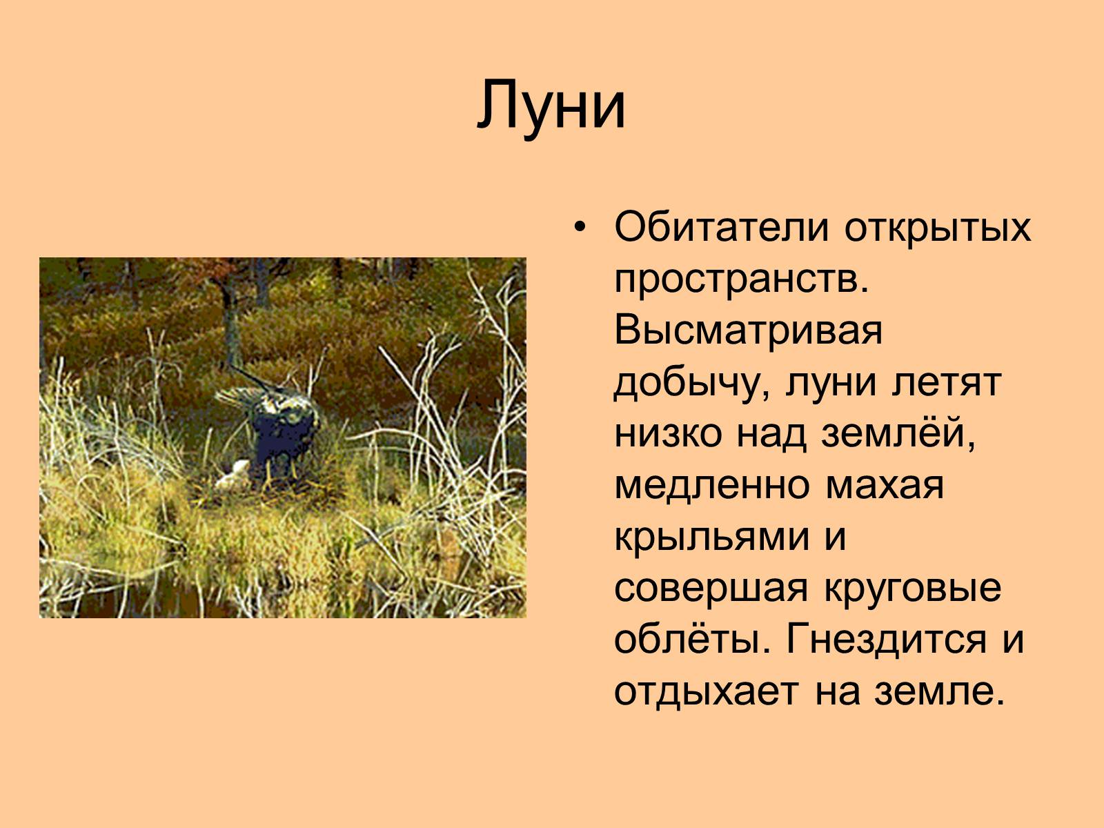 Презентація на тему «Отряд Хищные птицы» - Слайд #13