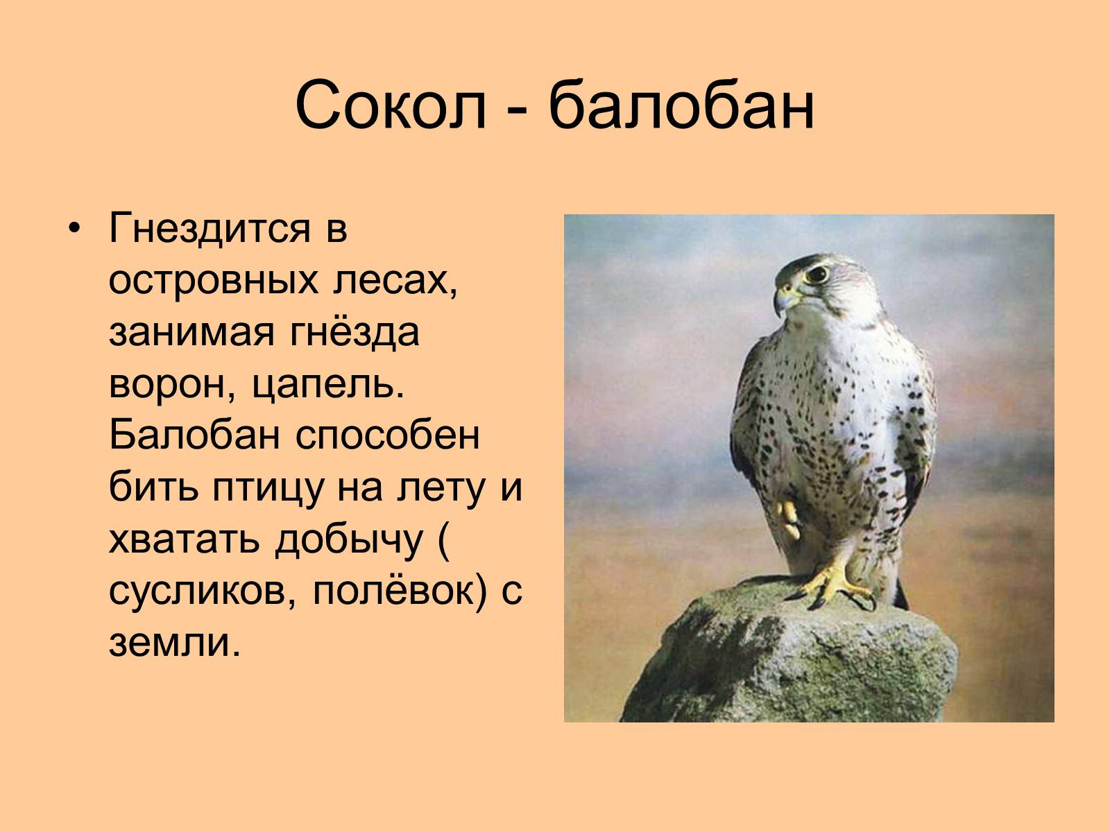 Презентація на тему «Отряд Хищные птицы» - Слайд #8