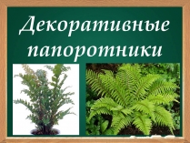 Презентація на тему «Декоративные папоротники»