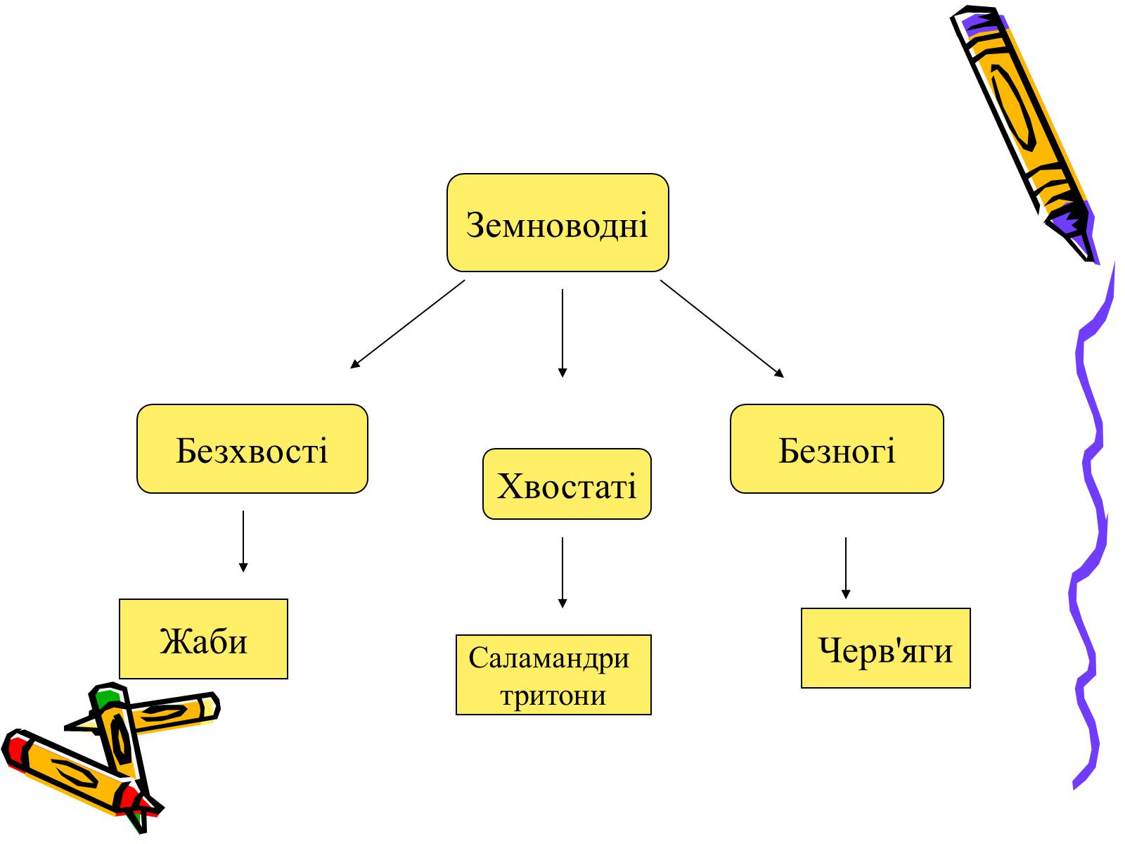 Презентація на тему «Земноводні» (варіант 2) - Слайд #7