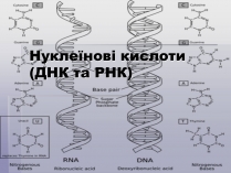 Презентація на тему «ДНК» (варіант 2)