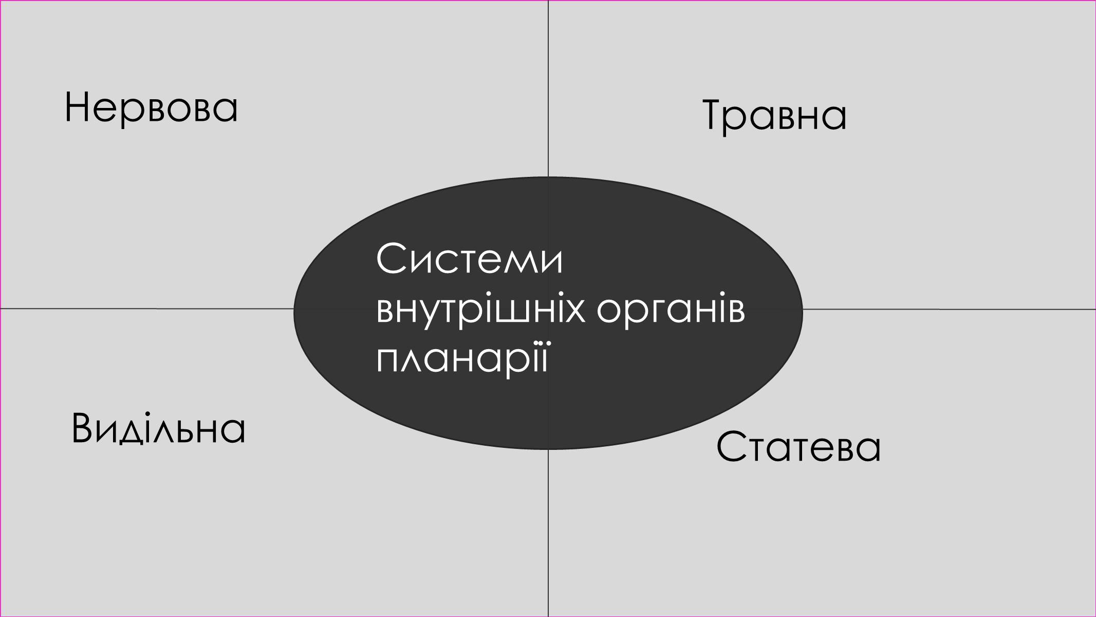 Презентація на тему «Пласкі черви» - Слайд #12