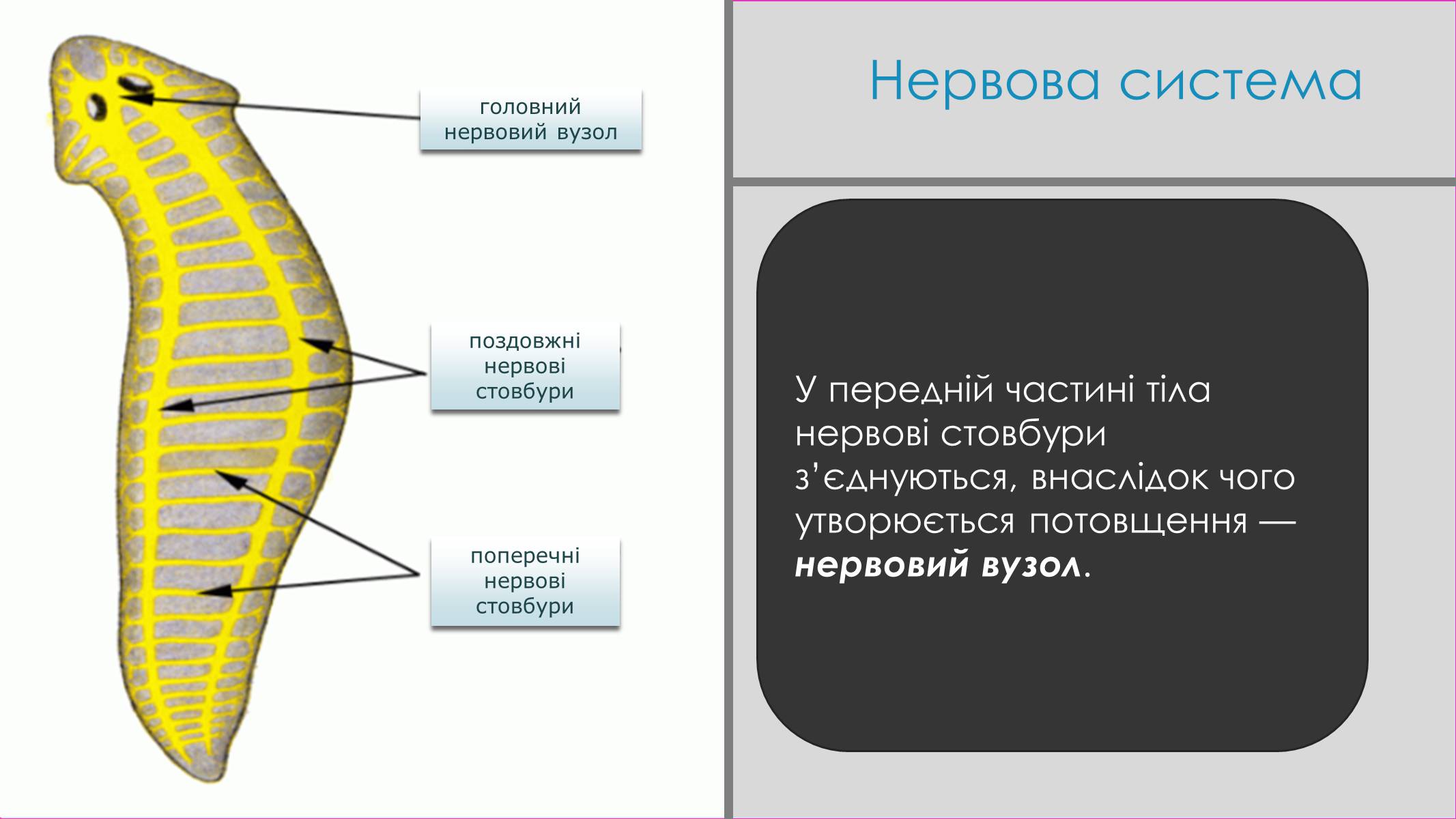 Презентація на тему «Пласкі черви» - Слайд #15