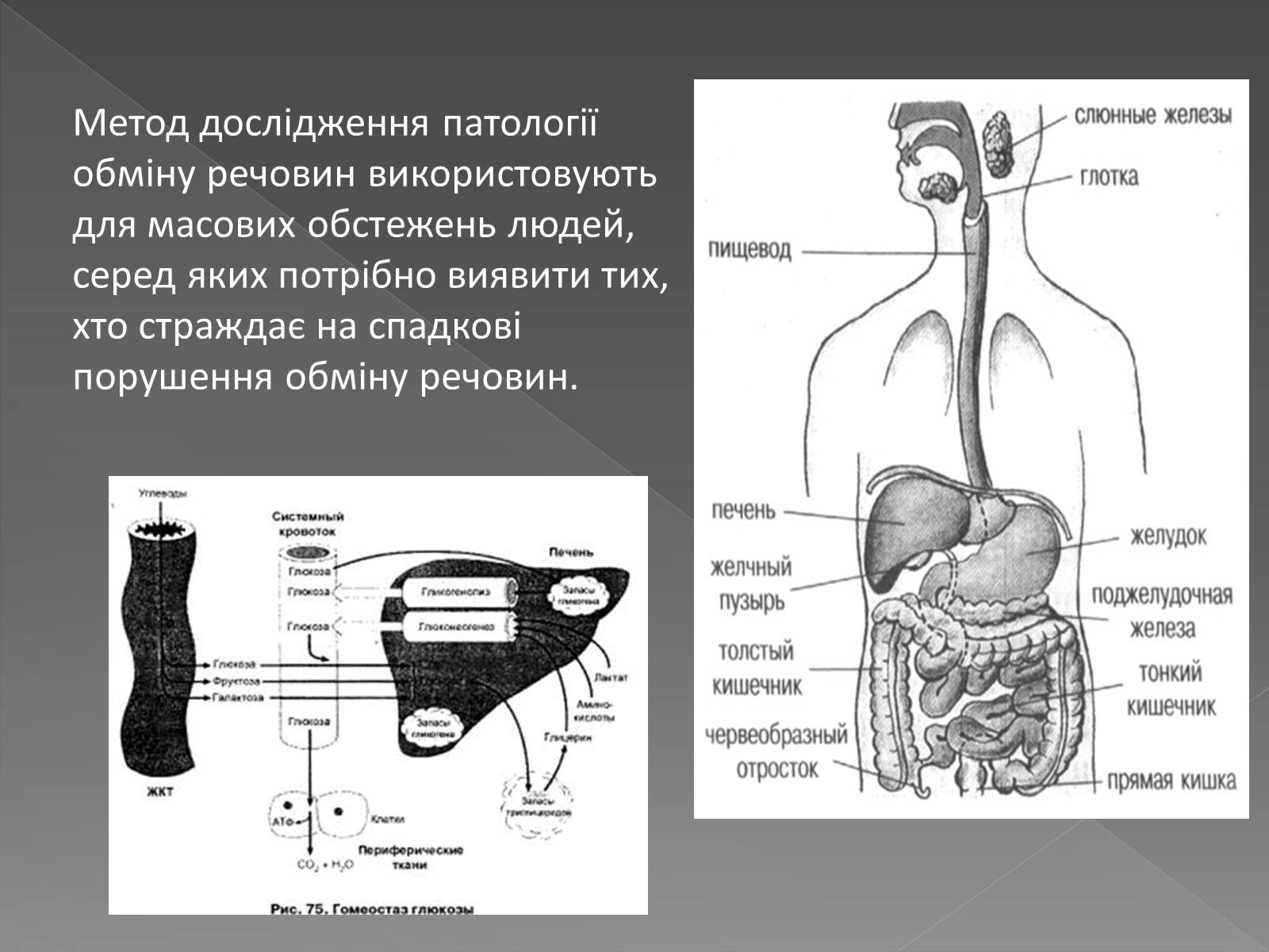 Презентація на тему «Методи генетичних досліджень» (варіант 3) - Слайд #10