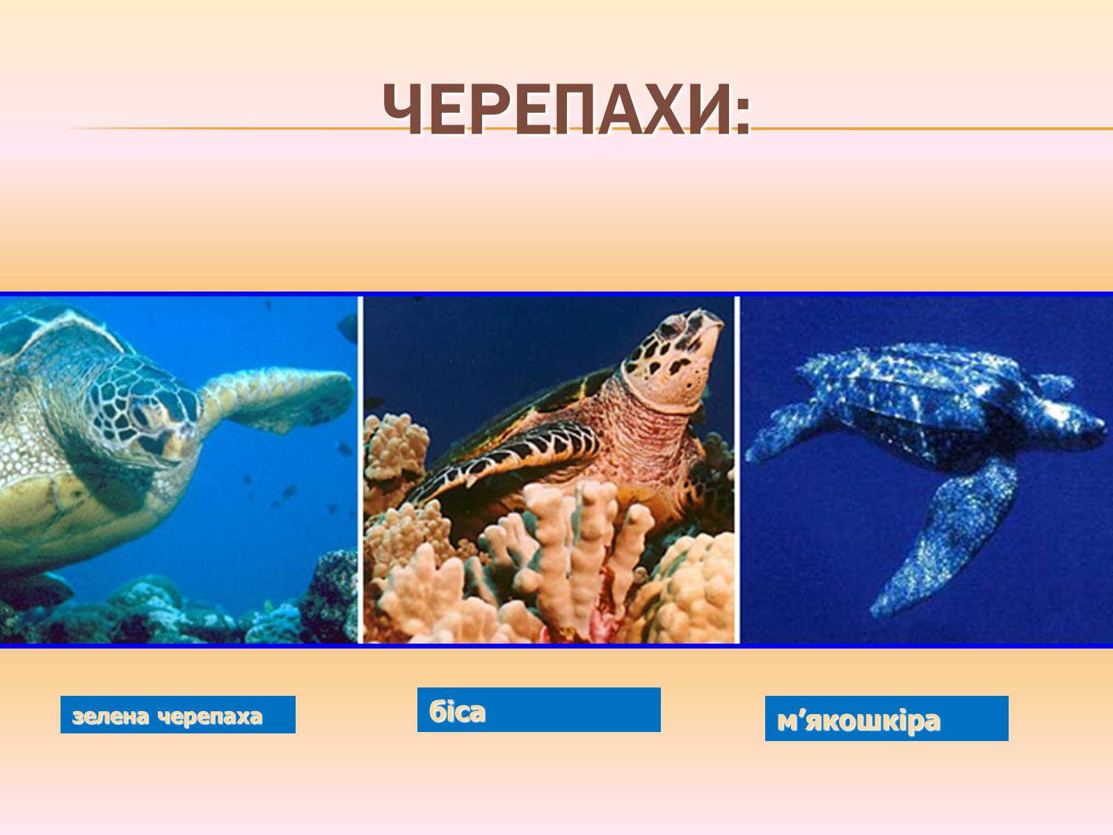 Презентація на тему «Різноманітність і охорона плазунів» - Слайд #14