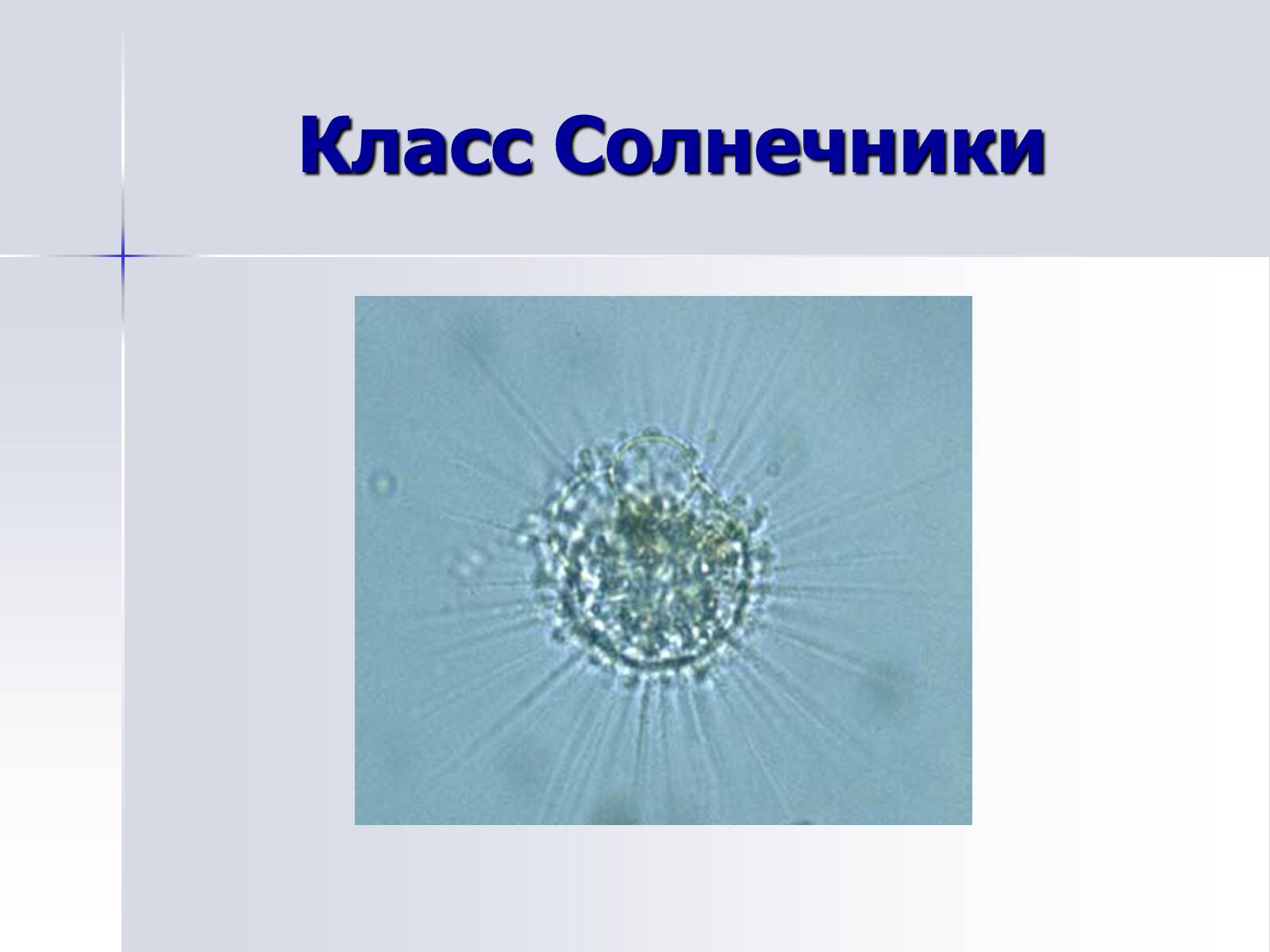 Презентація на тему «Тип Простейшие. Систематические группы» - Слайд #7