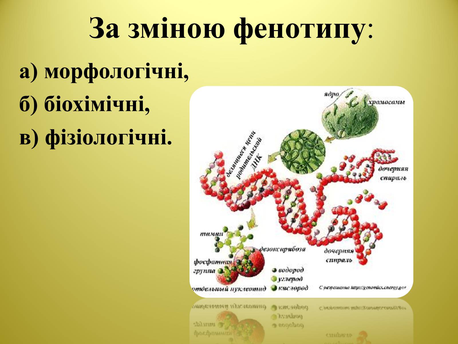 Презентація на тему «Типи мутацій» - Слайд #9