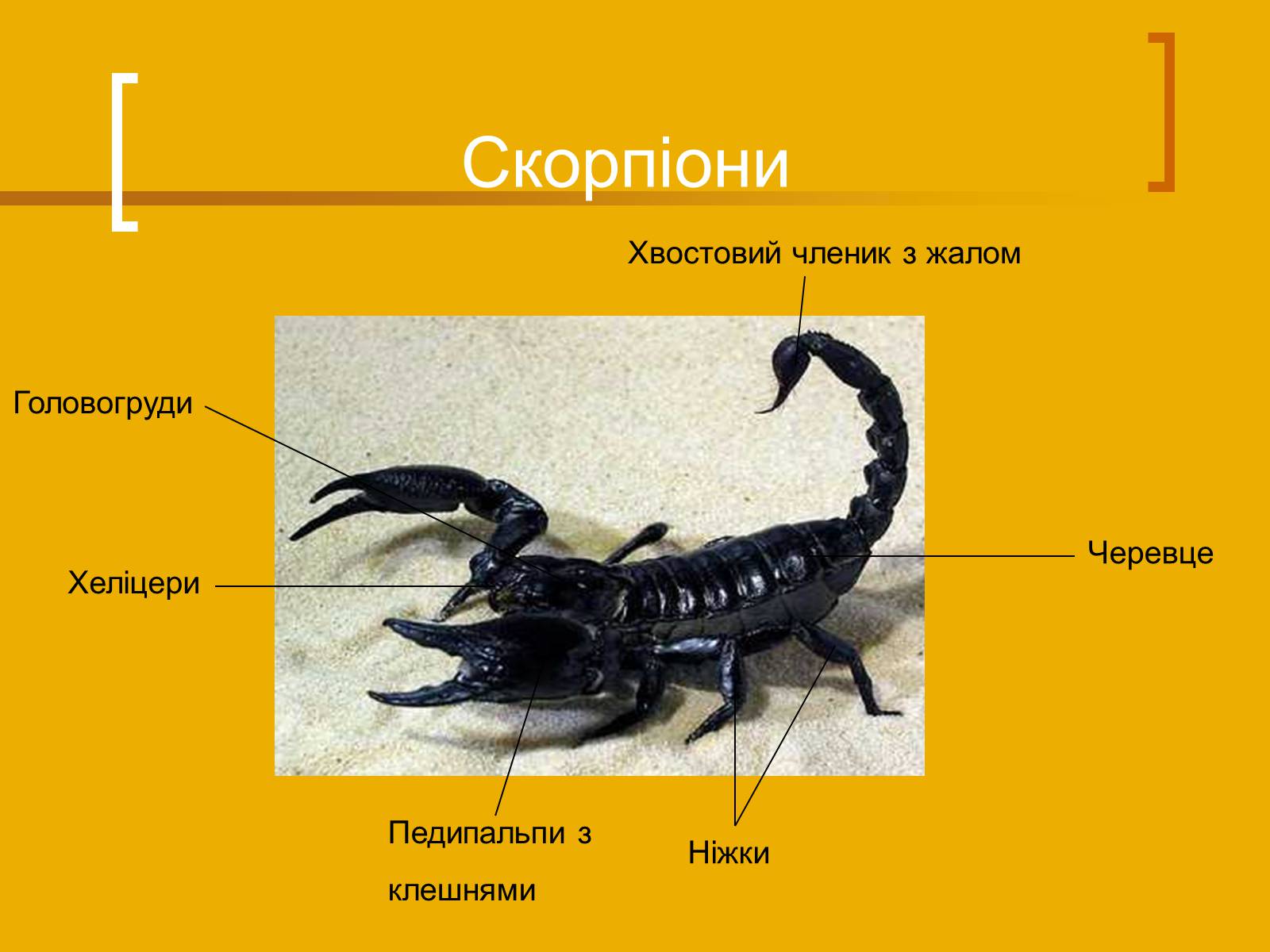 Презентація на тему «Скорпіони» - Слайд #4