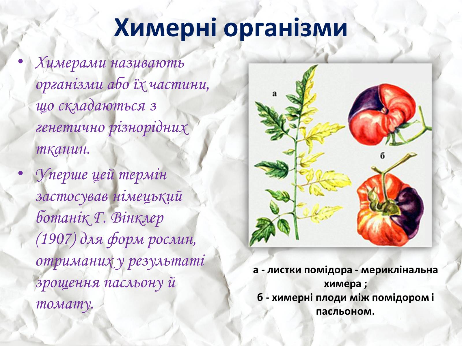 Презентація на тему «Трансгенні та химерні організми» (варіант 1) - Слайд #12